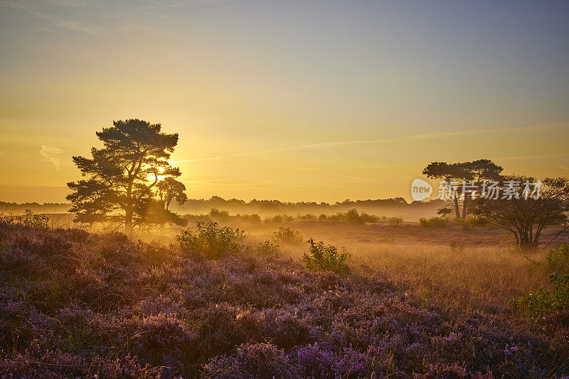 荷兰Veluwe Zuiderheide公园盛开的石楠花。荷兰